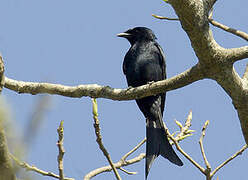 Drongo royal