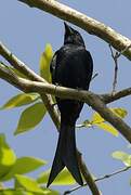 Black Drongo