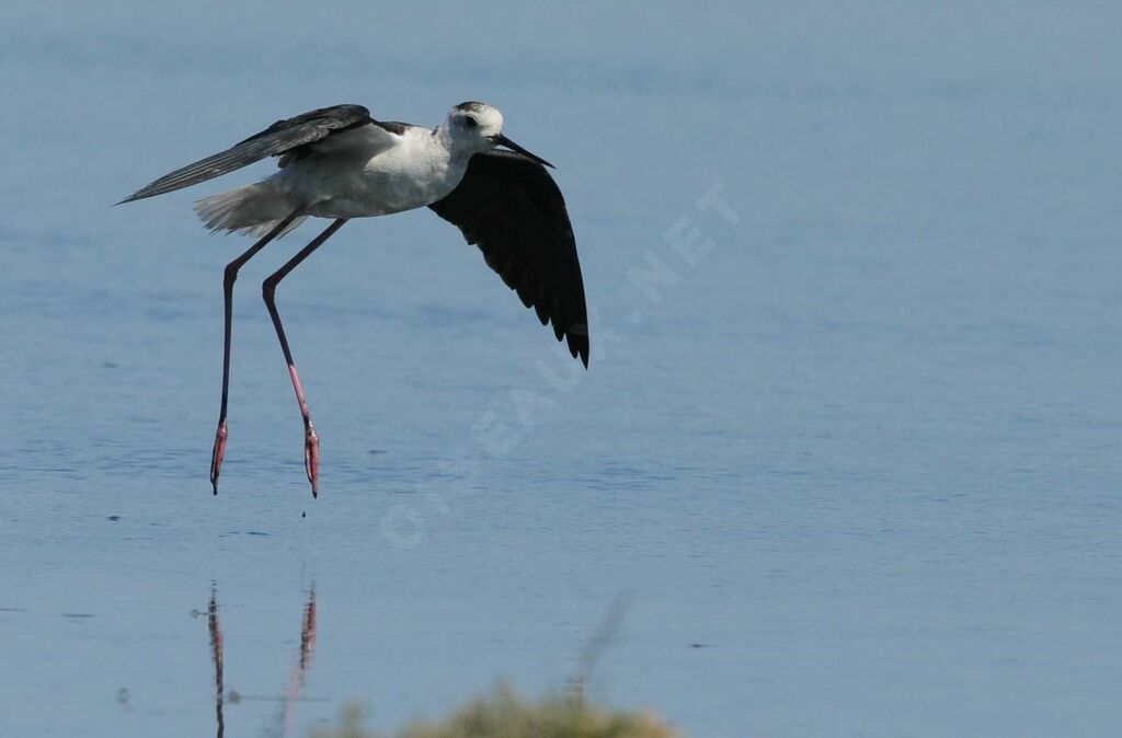 Black-winged Stilt male adult breeding