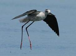 Black-winged Stilt