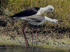 Black-winged Stilt