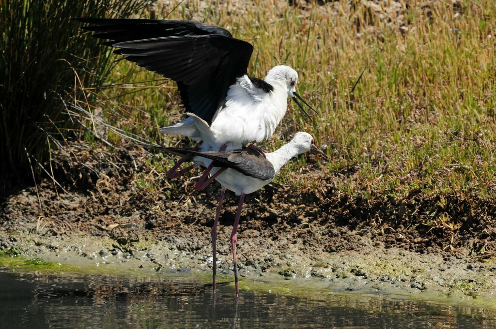 Black-winged Stilt 