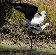 Échasse blanche