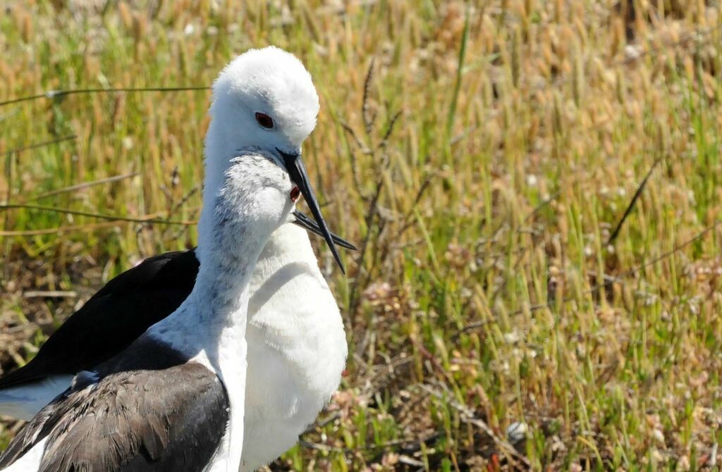 Black-winged Stilt 