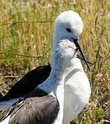 Black-winged Stilt