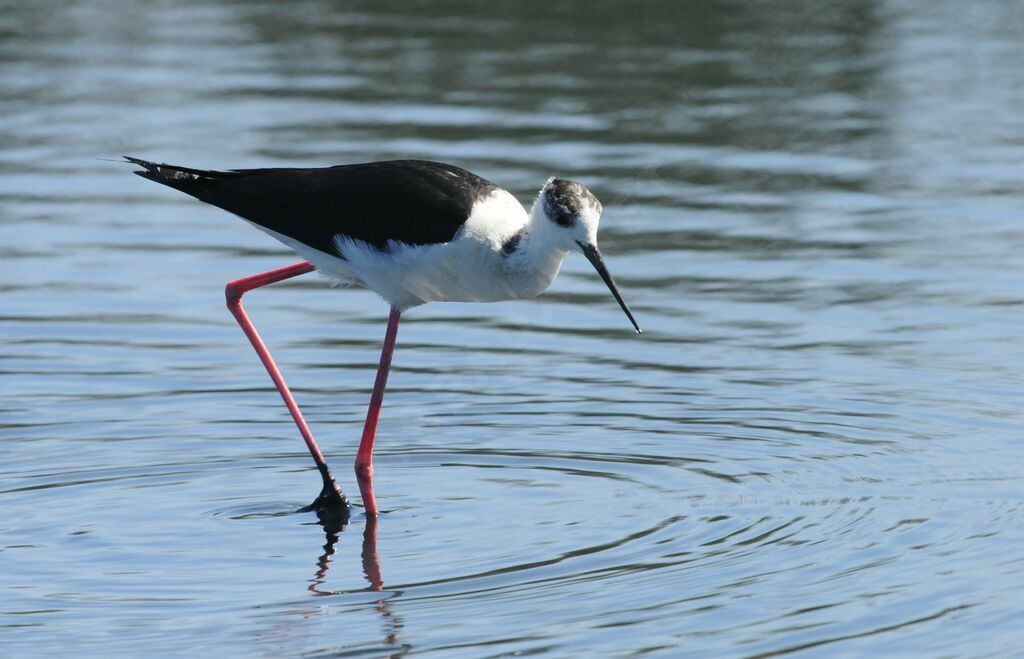 Black-winged Stilt male adult breeding