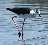 Black-winged Stilt