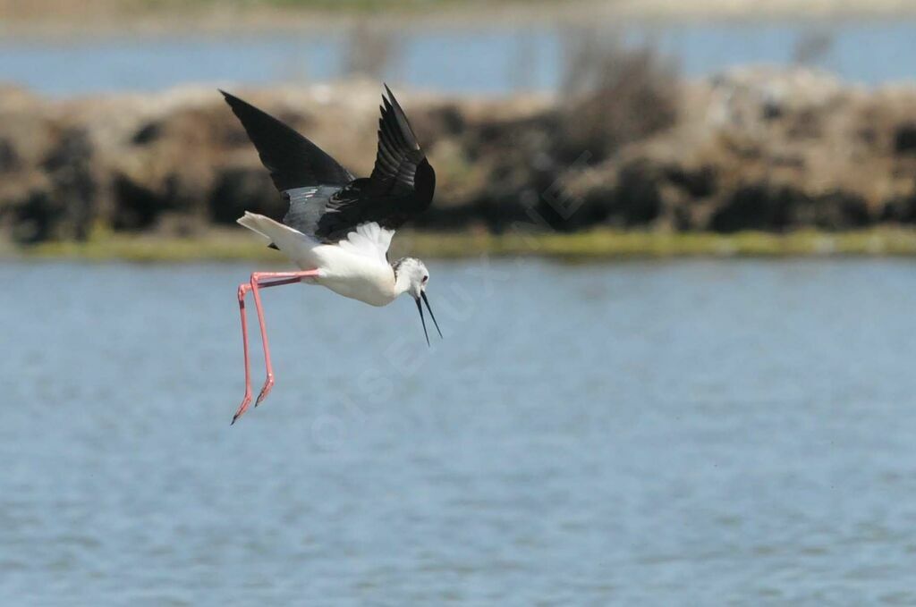 Black-winged Stilt male adult breeding