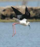 Black-winged Stilt