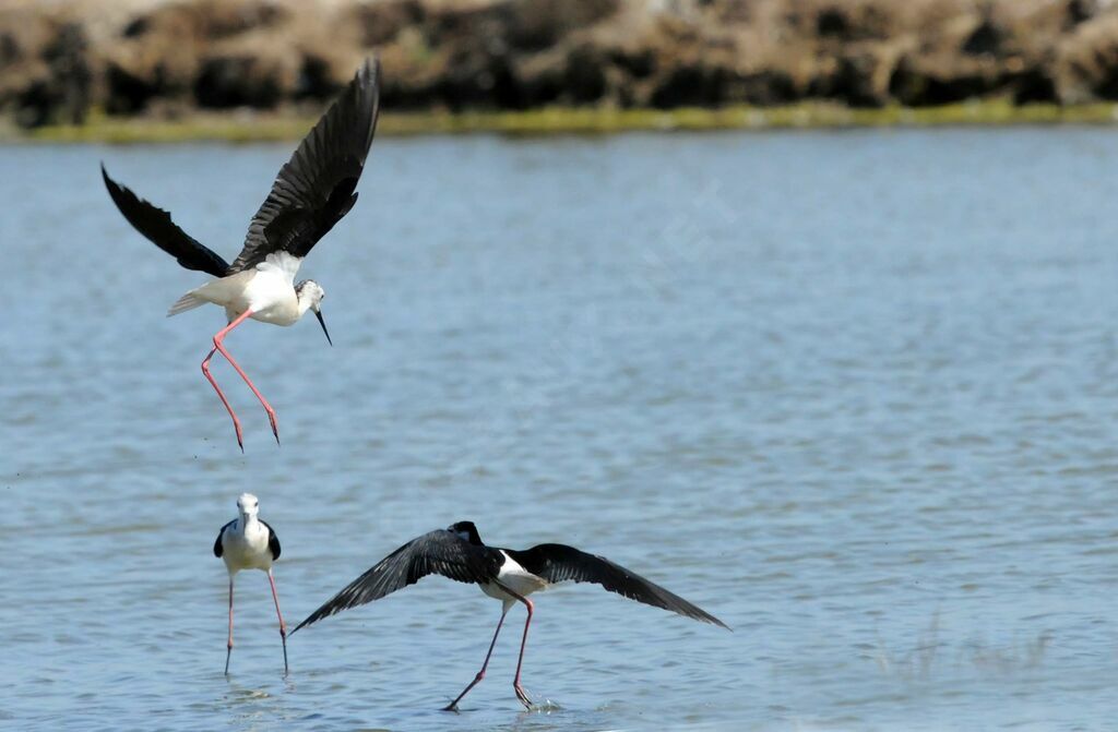 Black-winged Stilt