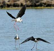 Black-winged Stilt