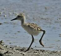 Black-winged Stilt