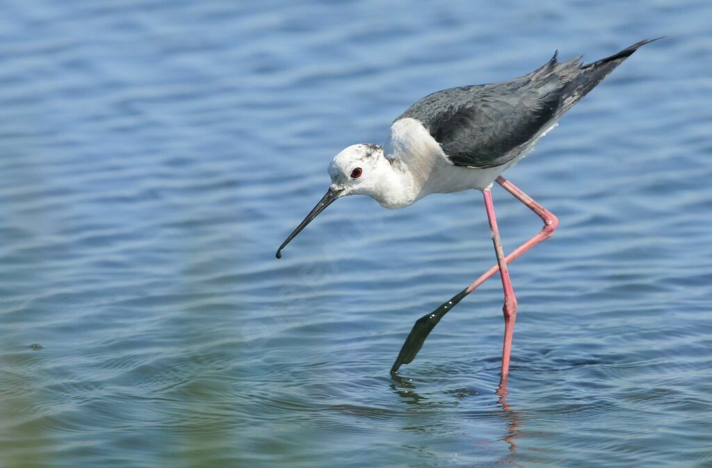 Black-winged Stilt male adult breeding