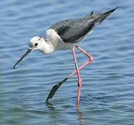 Black-winged Stilt