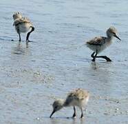 Black-winged Stilt