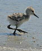 Black-winged Stilt