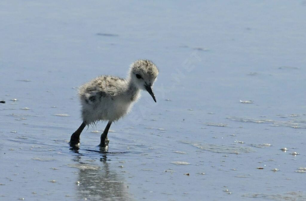 Black-winged Stiltjuvenile