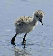 Black-winged Stilt