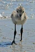 Black-winged Stilt