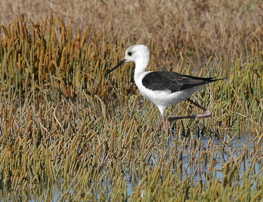 Pied Stilt