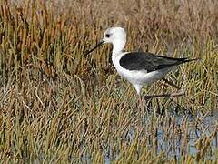 Pied Stilt