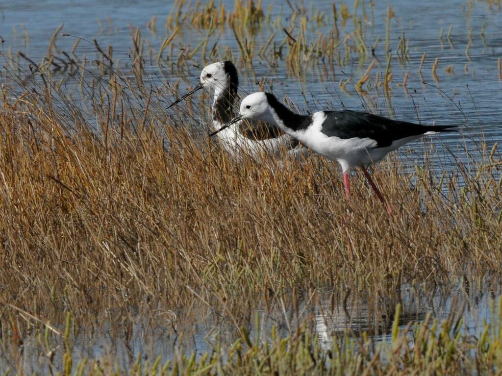 Pied Stilt