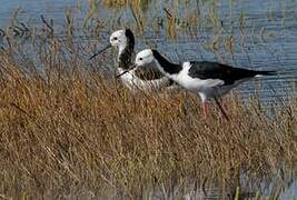 Pied Stilt