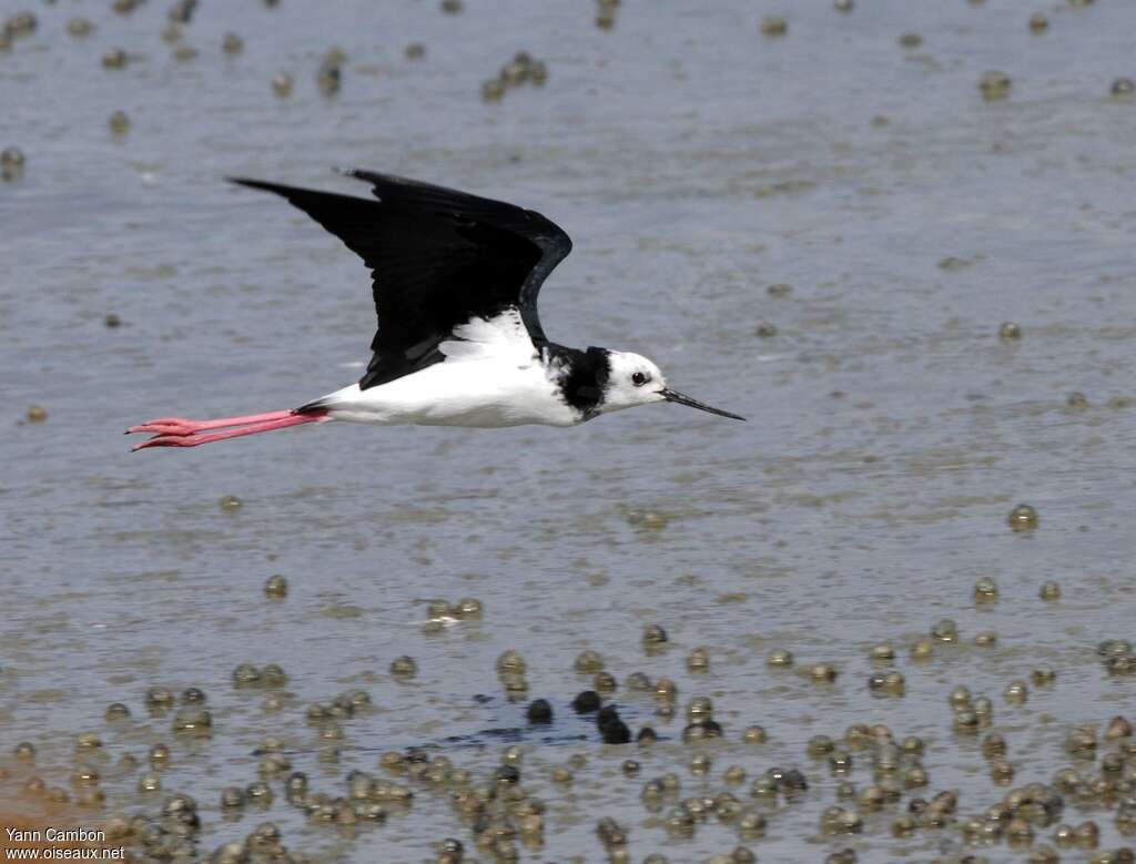 Pied Stiltadult, Flight