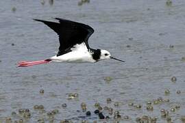 Pied Stilt