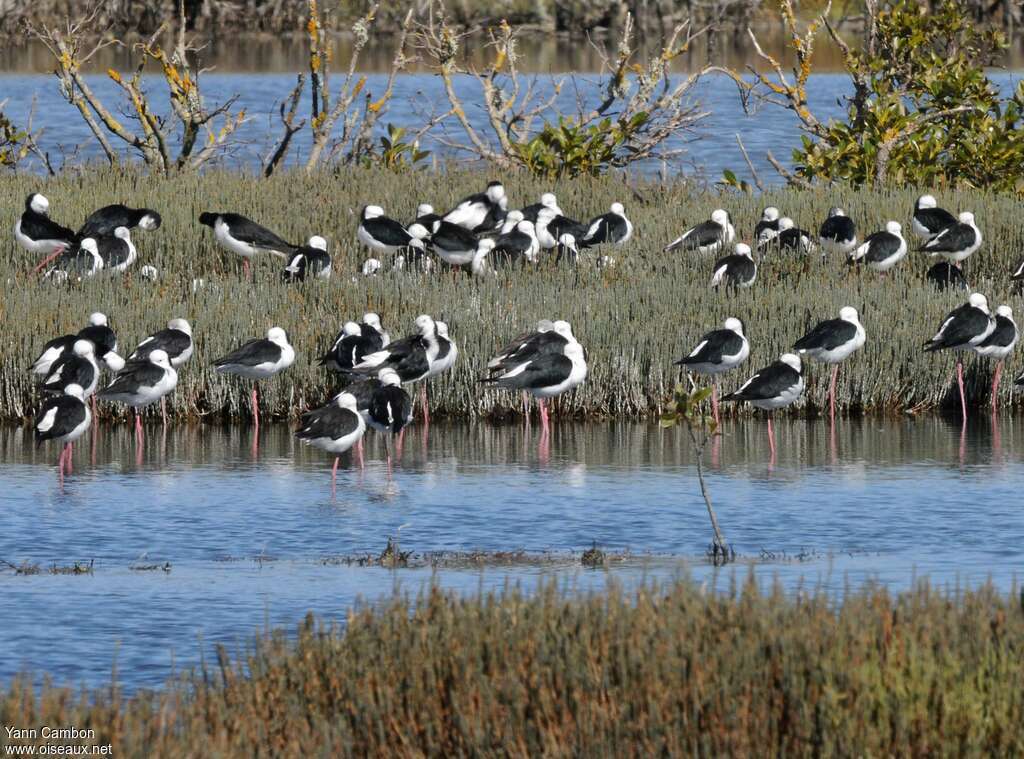 Échasse d'Australie, habitat, Comportement