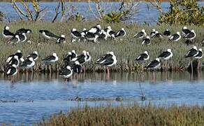 Pied Stilt