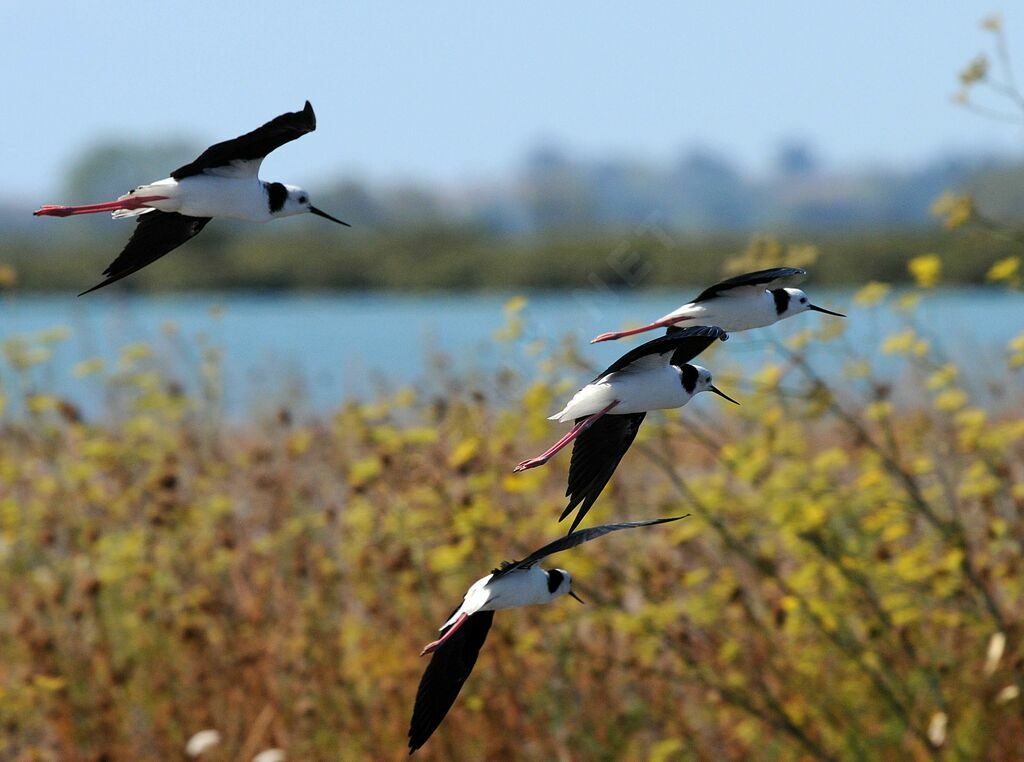 Pied Stilt