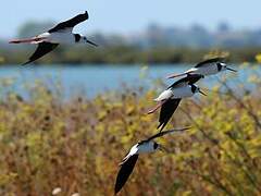 Pied Stilt