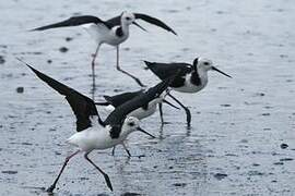 Pied Stilt