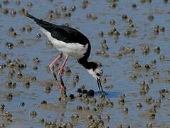 Pied Stilt