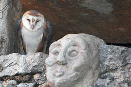 Western Barn Owl