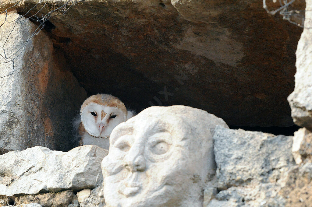 Western Barn Owljuvenile