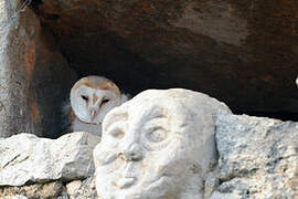 Western Barn Owl