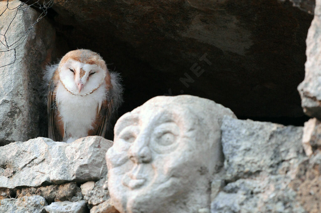 Western Barn Owljuvenile