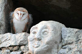 Western Barn Owl