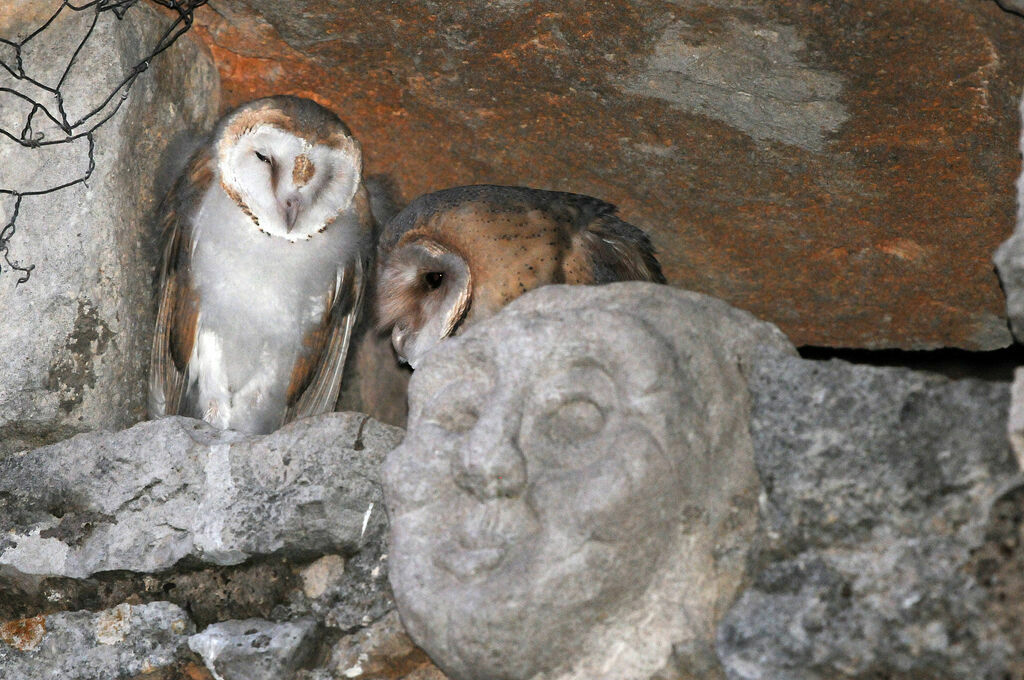 Western Barn Owl