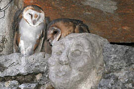 Western Barn Owl