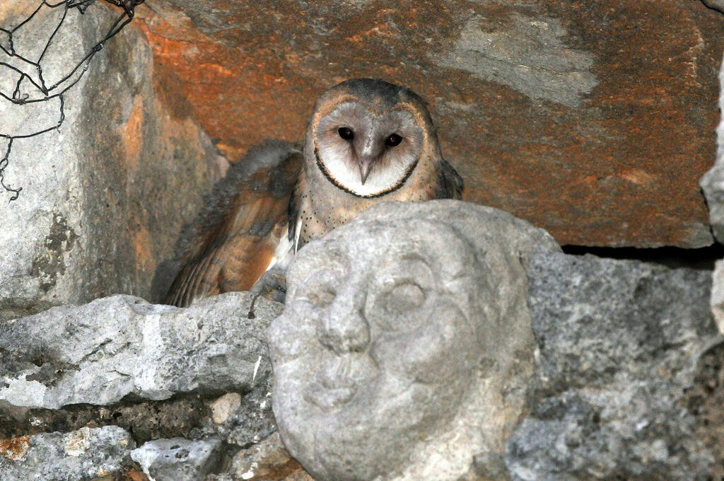 Western Barn Owl