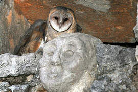 Western Barn Owl