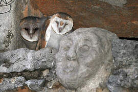 Western Barn Owl