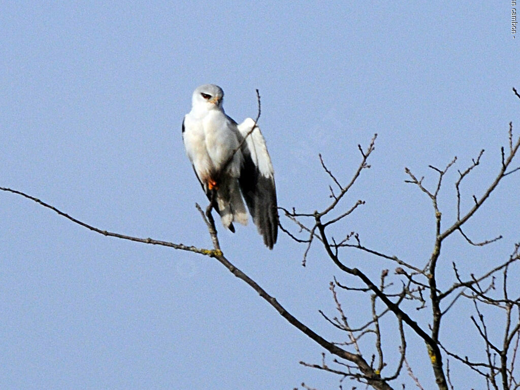 Black-winged Kiteadult