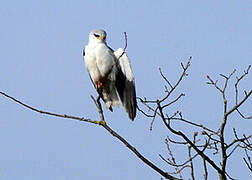 Black-winged Kite