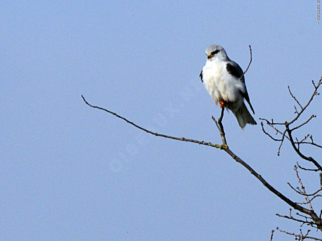 Black-winged Kiteadult