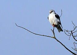 Black-winged Kite