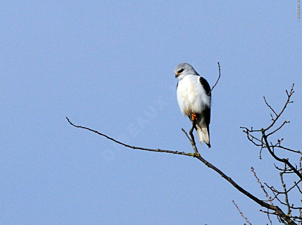 Black-winged Kiteadult